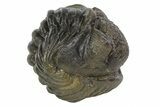 Wide Enrolled Pedinopariops Trilobite - Fantastic Detail #69752-2